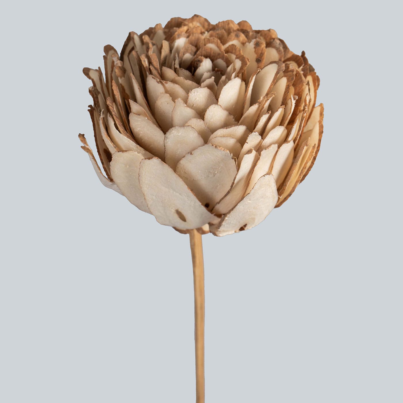 Dahlia Natural Handmade Sola Wood Flowers